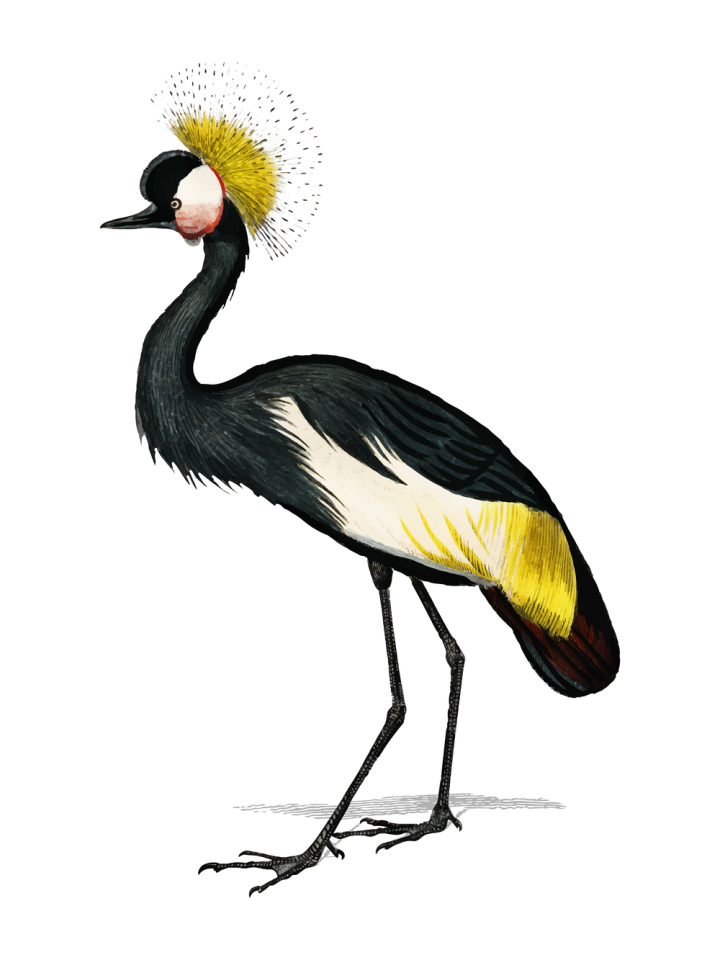 ancient,animal,antique,artwork,balearica pavonina,bird,black crowned crane,charles,charles dessalines d&#x27; orbigny,crane,d&#x27; orbigny,dessalines,dictionnaire universel d&#x27;histoire naturelle,drawing,endothermic vertebrates,feather,hand drawing,illustration,isolated on white,old,orbigny,ornaments,public domain,style,tetrapods,vector,vintage,white background,isolated,illustrated