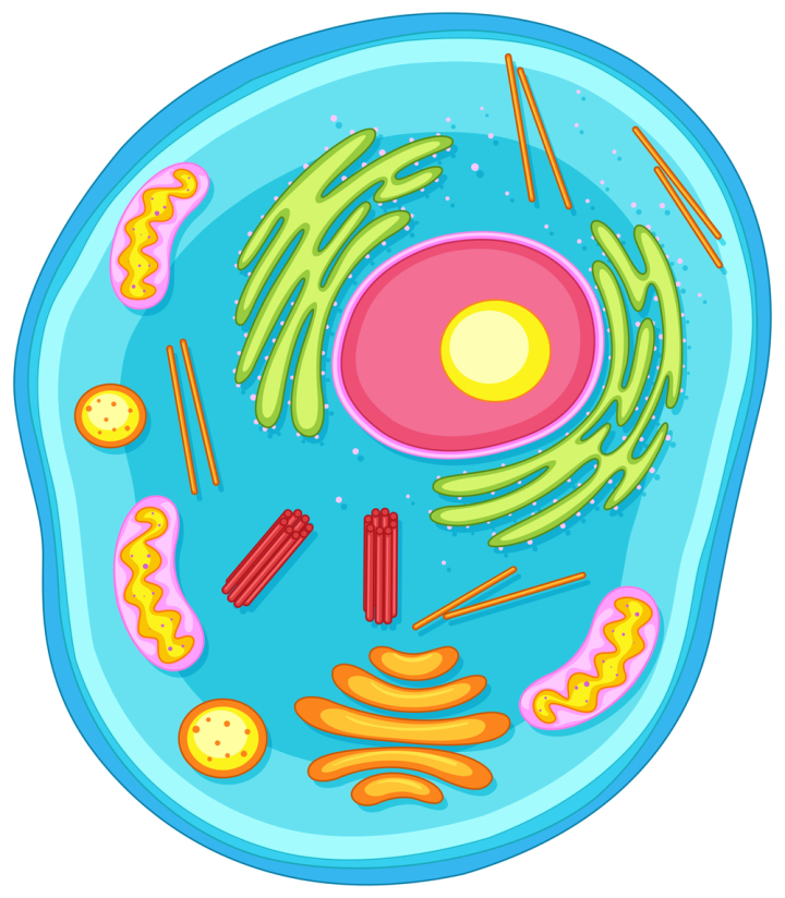 Free: Animal cell diagram in colors 