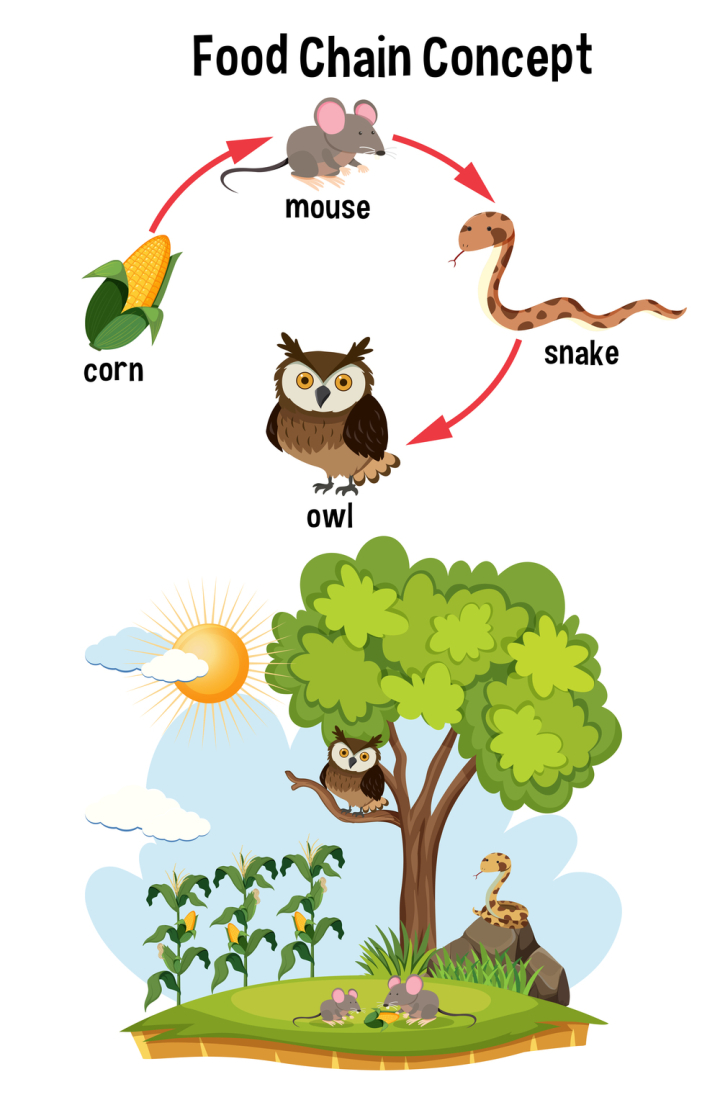 food,chain,concept,illustration,vector,design,symbol,life,small,isolated,little,nature,animal,graphic,predator,abstract,bigger,cartoon,set,hunting,natural,tree,crop,plant,corn,sun,mouse,rat,owl,snake
