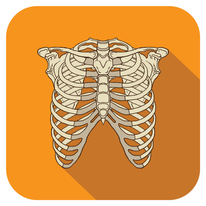 rib,cage,ribcage,posterior,skeleton,skeletal,anatomy,diagram,human,body,science,chest,bone,system,medical,anatomical,vector,illustration,joint,graphic,organ,xray,set,sign,symbol,orthopedic,icon,structure,artwork,drawing