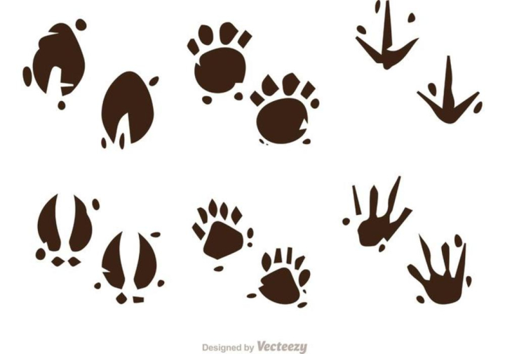 print,hoof,footprint,animal,foot,webbed,dirty,horse,claw,bird,mammal,bear,duck,impala,track,silhouette,dog,wildlife,animal footprint,muddy footprints,animal tracks,paw,dinosaur,dinosaur footprint,baby,ancient,bone,baby footprints,wild,reptile