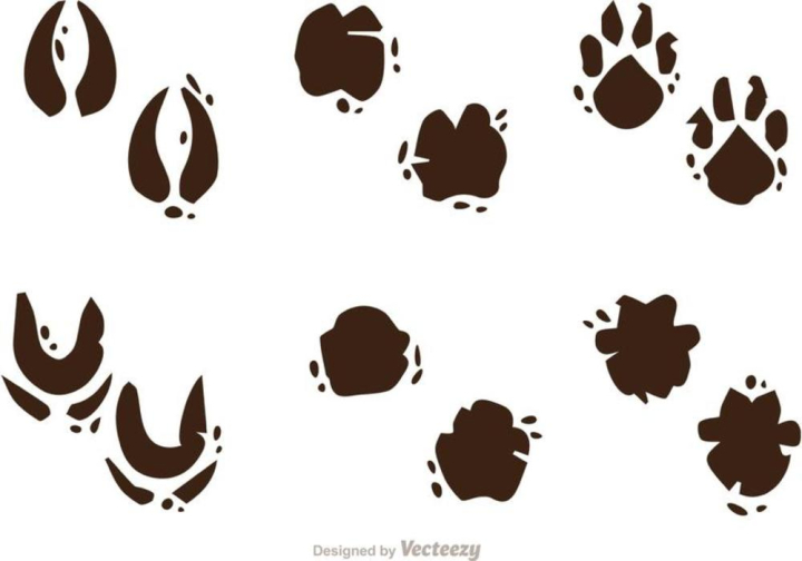 print,hoof,footprint,rhino,animal,paw,foot,deer,isolated,dirty,claw,bird,mammal,bear,track,grunge,silhouette,wildlife,animal footprint,muddy footprint,animal tracks,paw print,dinosaur,dinosaur footprint,wild,ancient,baby,baby footprints,bone,fossil
