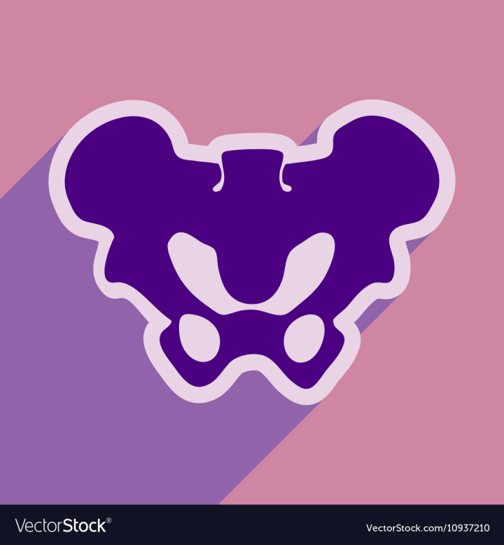 Female Pelvis Vector Art & Graphics