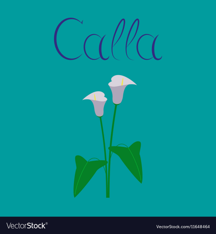 flower,background,flat,calla,nature,floral,plant,leaf,spring,botany,gardening,botanical,freshness,flora,bouquet,gift,botanic,lilly,garden,calla-lilly