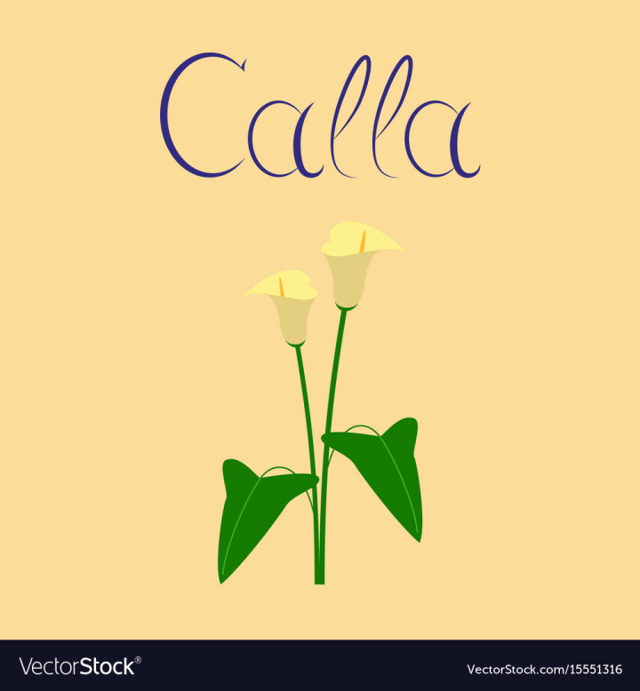 flower,flat,calla,nature,botany,gift,flora,lilly,spring,leaf,plant,floral,garden,botanic,bouquet,gardening,freshness,botanical,calla-lilly