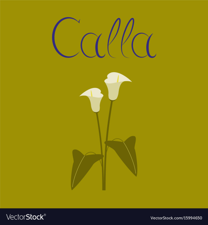 calla,lilly,calla-lilly,flat,flower,nature,leaf,spring,plant,gift,botany,floral,flora,garden,botanic,bouquet,gardening,freshness,botanical