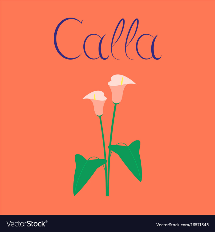 flower,lilly,flat,calla,floral,nature,botany,gift,flora,leaf,spring,plant,garden,botanic,bouquet,gardening,freshness,botanical,calla-lilly