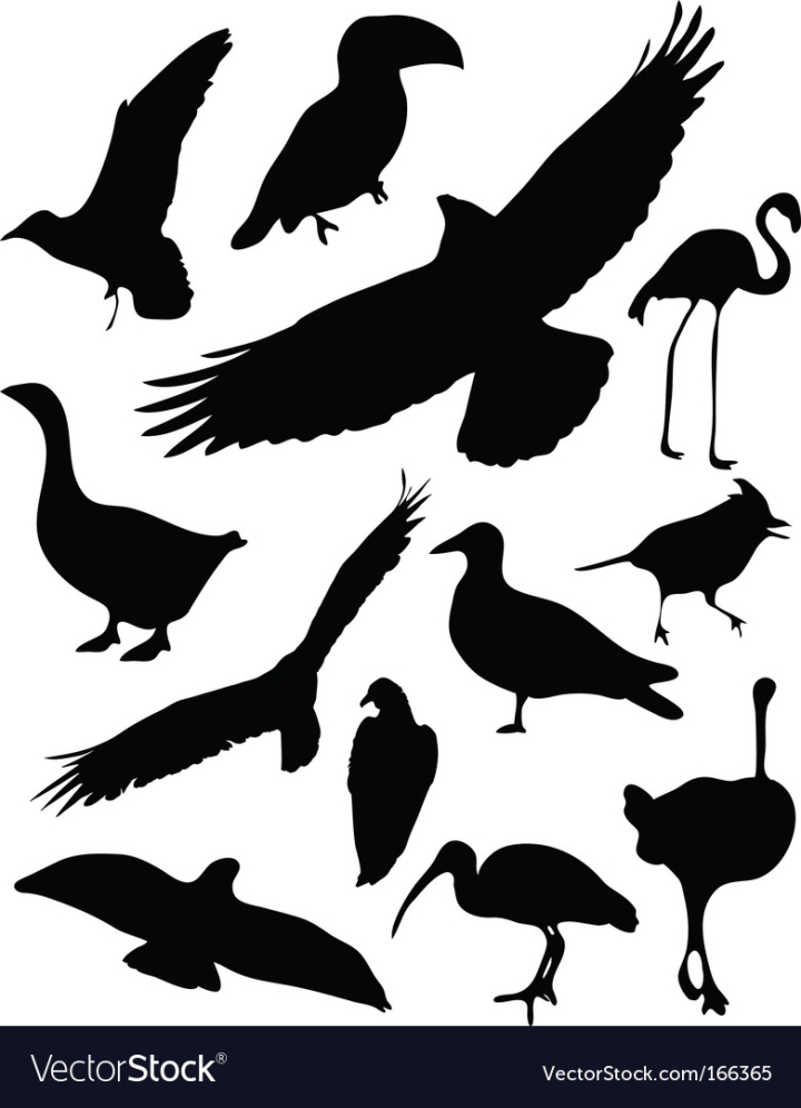 vectorstock,Hawk,Eagle,Crow,Flamingo,Raven,Bird,Birds,Pigeon,Animal,Feather,Flock,Falcon,Ostrich,Fly,Kiwi,Seagull,Flight,Contour,Robin,Nature,Group,Life,Freedom,Beak,Dove,Duck,Isolated,Poultry,Goose,Plumage