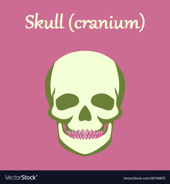 human,style,organ,icon,flat,skull,medical,grunge,anatomy,healthcare,skeleton,head,halloween,face,teeth,dead,person,drawing,pirate,health,body,death,scary,education,biology,horror,natural,people,anatomical,biological
