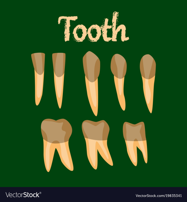 dent,organ,icon,flat,style,human,tooth,medical,design,healthy,smile,health,root,dental,oral,medicine,cartoon,clean,toothache,orthodontist,dentist,set,scientific,hygiene,collection,bone,body,sign,gum,incisor