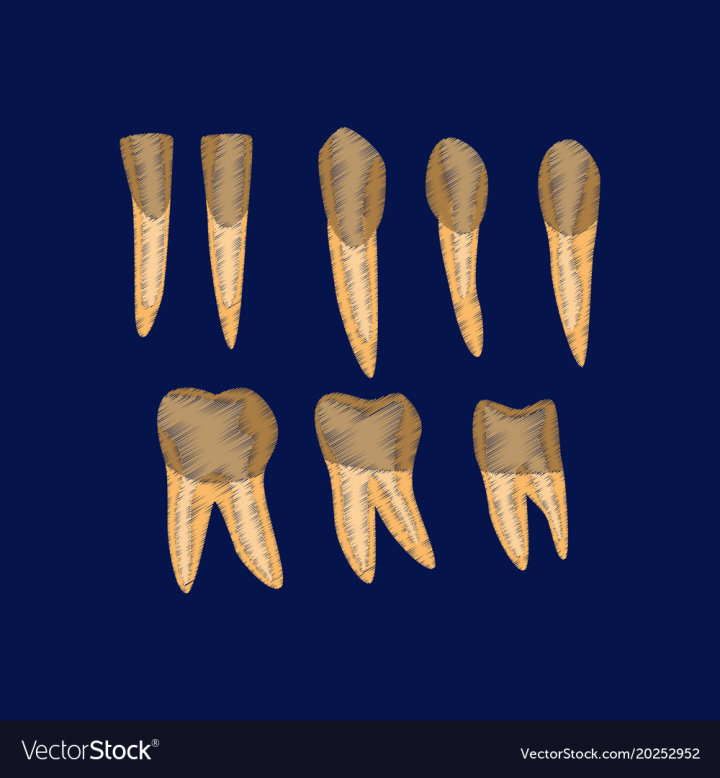 tooth,icon,flat,style,shading,medical,design,clean,healthy,root,smile,oral,dental,health,human,medicine,cartoon,dent,orthodontist,toothache,set,dentist,scientific,hygiene,collection,bone,body,sign,gum,incisor