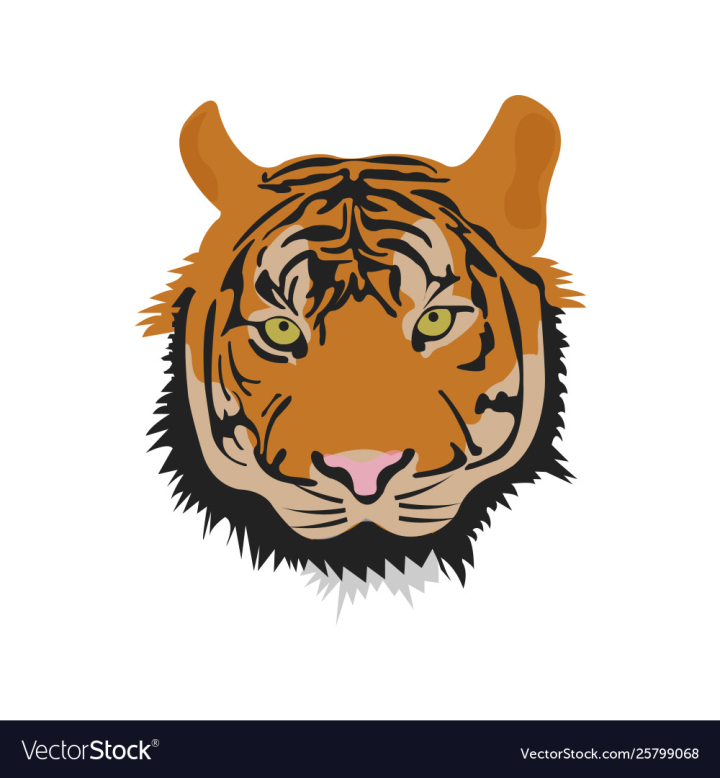 Tiger animal print Royalty Free Vector Image - VectorStock