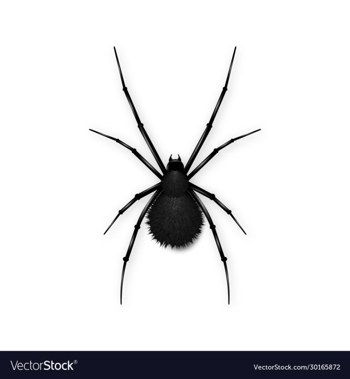 vectorstock,Spider,Black,White,Horror,Halloween,Symbol,Insect,Death,Design,Silhouette,Web,Animal,Scary,Warning,Clip,Illustration,Art,Graphic,Dark,Fang,Icon,Cartoon,Sign,Template,Danger,Fear,Arachnid,Poisonous,Widow,Phobia,Arachnophobia,Spidery,Vector,View,Flat,Element,Creative,Spooky,Tattoo,Isolated,Side,Figure,Top,Substance,Front,Tarantula,Arachne,Image