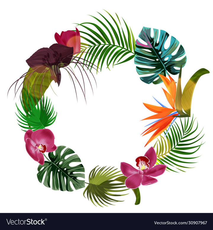 vectorstock,Tropical,Plant,Leaves,Jungle,Background,Safari,Hawaiian,Aloha,Green,Orchid,Flowers,Tropic,Plants,Exotic,Nature,Leaf,Frame,Abstract,Botanical,Beach,Summer,Palm,Bird,Of,Paradise,Flower,Floral,Black,Vector,Design,Print,Modern,Spring,Fashion,Decoration,Dark,Strelizia,Illustration,Drawing,Garden,Beauty,Template,Shopping,Flora,Geometric,Sale,Backdrop,Circle,Painting,Trendy,Golden,Wrapping,Rainforest