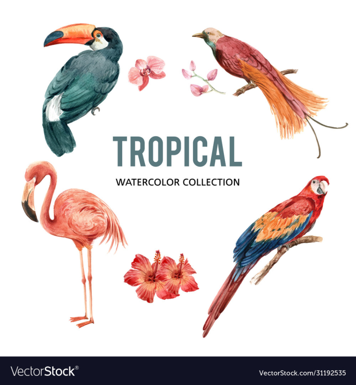Watercolor,Tropical,Jungle,Bird,Flamingo,Parrot,Toucan,Floral,Flower,vectorstock,Vintage,Pink,Orchid,White,Element,Hibiscus,Botanical,Art,Paradise,Set,Hawaii,Painting,Background,Decorative,Wallpaper,Garden,Blue,Leaf,Exotic,Palm,Foliage,Collection,Nature,Plant,Branch,Detailed,Green,Isolated,Illustration,Tropic,Drawing,Petal,Blossom,Label,Classic,Elegant,Decoration,Colorful,Beautiful,Victorian