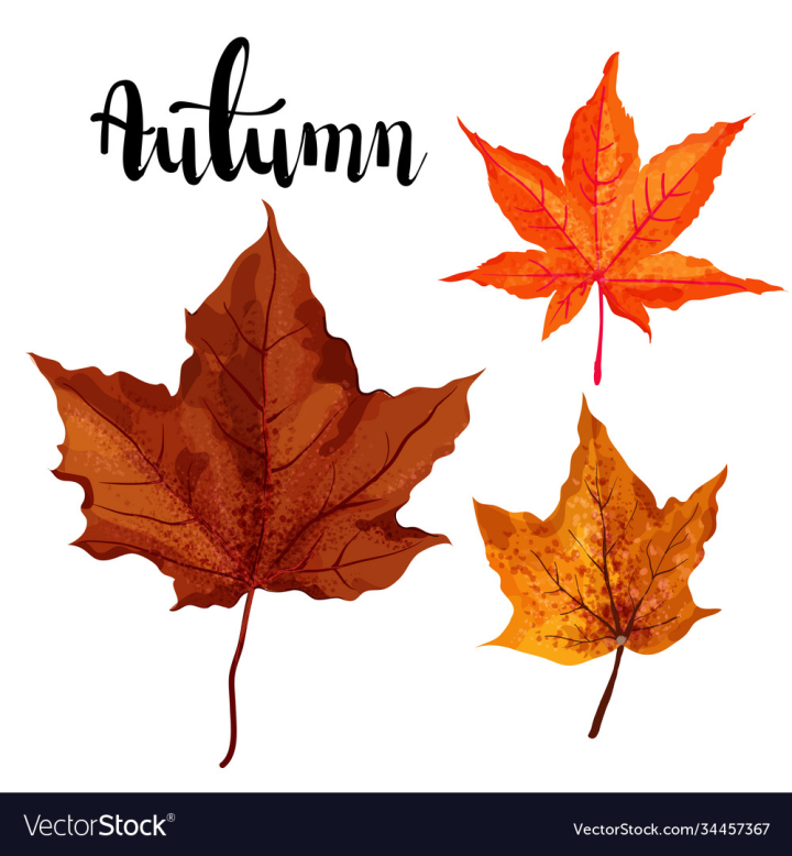 vectorstock,Autumn,Element,Background,Leaves,Abstract,Price,Maple,Tree,Design,Label,Weekend,Rough,Modern,Flyer,Bright,Template,Font,Card,Holiday,Gift,Calligraphy,Banner,Colorful,Texture,Concept,Autumnal,Promotion,Hand,Big,Sale,Clearance,Hot,Deal,Seasonal,Super,Elements,Wallpaper,Red,Layout,Leaf,Sign,Orange,Season,Invitation,Vacation,Poster,Lettering,Typeface,Leaflet,Vector,Illustration