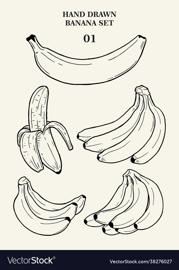 Banana,Food,Hand,Drawn,Drawing,Set,Vector,Vintage,Fruit,vectorstock