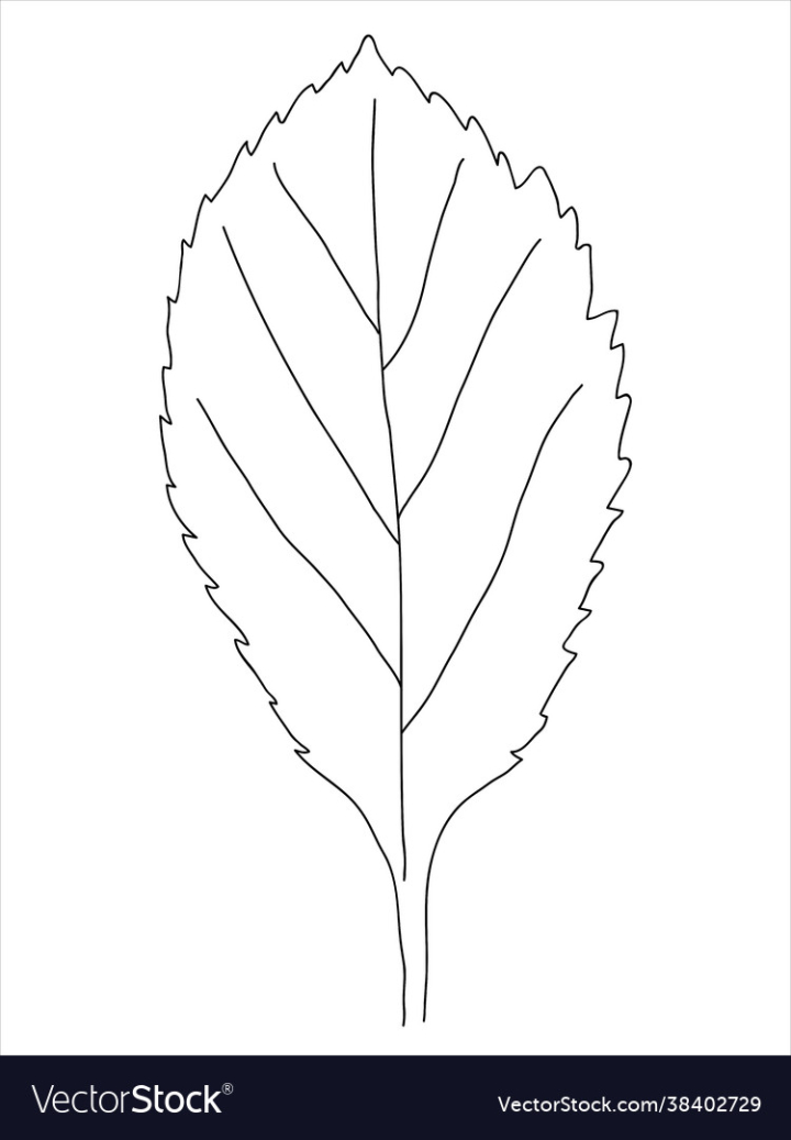 Leaf,Doodle,Hawthorn,Vector,Medicinal,Silhouette,Berry,Tree,Biology,Medicine,Symbol,Botanical,Botany,Fruit,Treatment,Shampoo,Illustration,Hand,Cream,Drawn,Plant,Template,Background,Pattern,Line,Sketch,Outline,Tea,Nature,Ecological,Black,Graphic,Drawing,Garden,Herb,Flora,Ecology,Branch,Isolated,Decoration,Foliage,Natural,Element,Organic,Season,Forest,Abstract,vectorstock