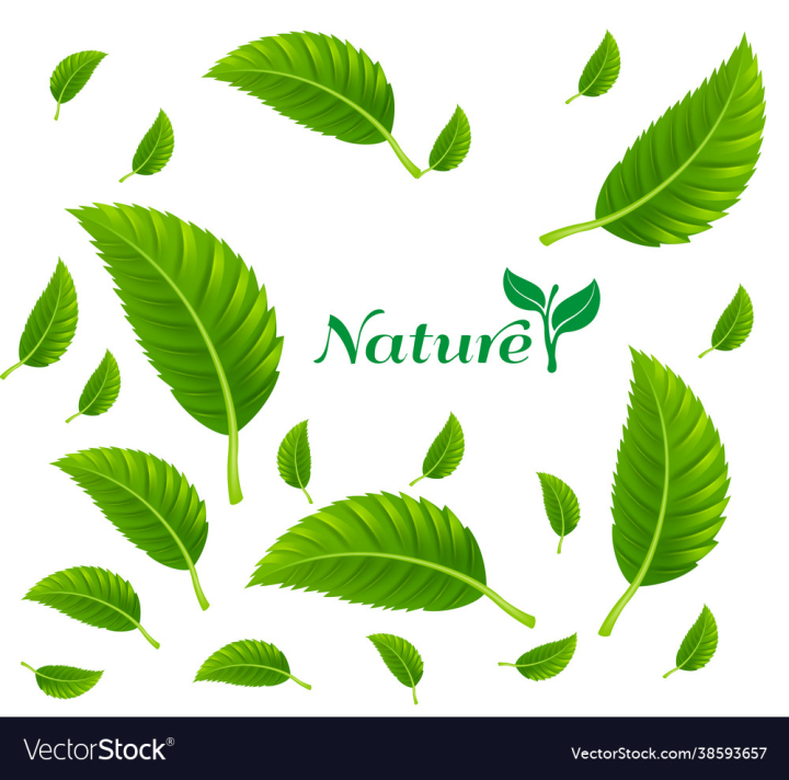 Leaves,Green,Vector,Mint,Leaf,Tea,Background,Nature,Flying,Decoration,Falling,Isolated,Pattern,Ornament,Wave,Illustration,Gust,Foliage,Olive,Eco,Ecology,Whirl,Vortex,Abstract,Season,Line,Natural,Fly,Whirlwind,Decorative,Park,Plant,Garden,Motion,Botanical,Whirling,Defocused,Tree,Realistic,Beautiful,Swirl,Backdrop,Wind,White,Fresh,Spring,Summer,Design,Element,vectorstock