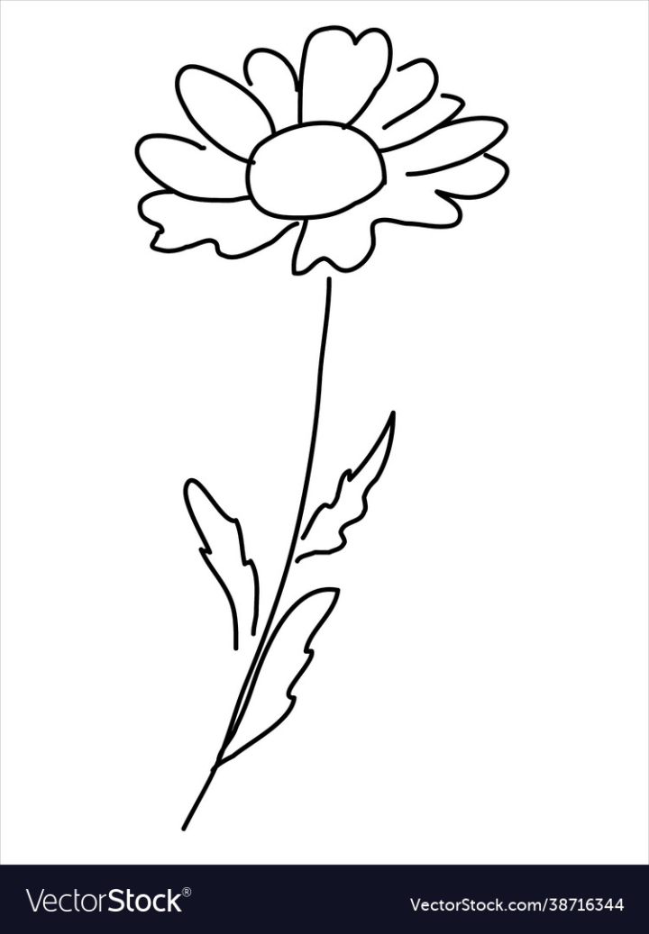 Chamomile,Tea,Doodle,Silhouette,Vector,Flower,Medicinal,Pharmacy,Medicine,Symbol,Cosmetic,Botanical,Herb,Plant,Treatment,Shampoo,Inflorescence,Illustration,Hand,Drawn,Black,Biology,Leaf,Background,Pattern,Template,Summer,Line,Cream,Nature,Abstract,Drawing,Sketch,Graphic,Garden,Petal,Outline,Ecological,Natural,Ecology,Botany,Organic,Isolated,Decoration,Foliage,Season,Element,Flora,Forest,vectorstock
