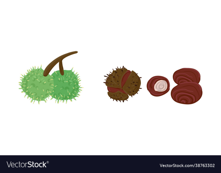 Chestnut,Fruit,Chestnuts,Illustration,Isolated,Vector,Horse,Peel,Nut,Food,Skin,Decoration,Thorn,Set,Autumnal,Vegetarian,Husk,Botanic,Round,Autumn,Green,Natural,Plant,Organic,Brown,Fall,Nature,Season,Flora,Branch,Seed,Auburn,Sketch,Barb,Rind,Vegan,Snack,Group,Tasty,Object,Element,Seeds,Shell,Collection,Detail,Drawing,Fresh,White,vectorstock
