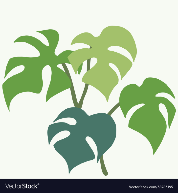 Monstera,Plant,Hawaii,Outline,Leaves,Fashion,Tropical,Leaf,Botanical,Jungle,Drawing,Element,Decorative,Design,Decor,Botanic,Forest,Paradise,Vacation,Greenery,Trendy,Botany,Abstract,Flora,Houseplant,Organic,Nature,Floral,Vector,Garden,Travel,Beach,Sketch,Illustration,Hawaiian,Graphic,Tropic,Tree,Isolated,Decoration,Foliage,Exotic,Green,Natural,Modern,Summer,Background,Art,vectorstock