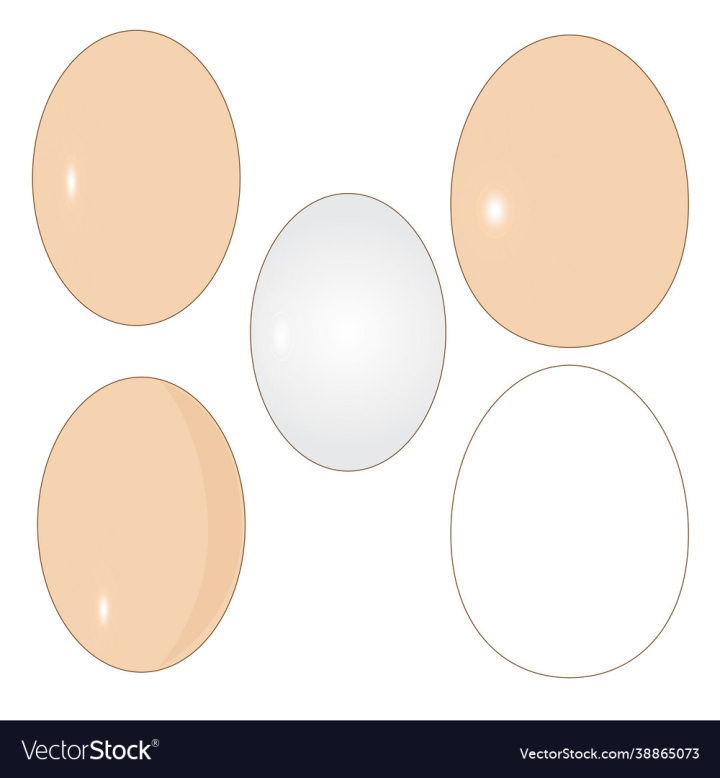 Egg,Chicken,Duck,vectorstock