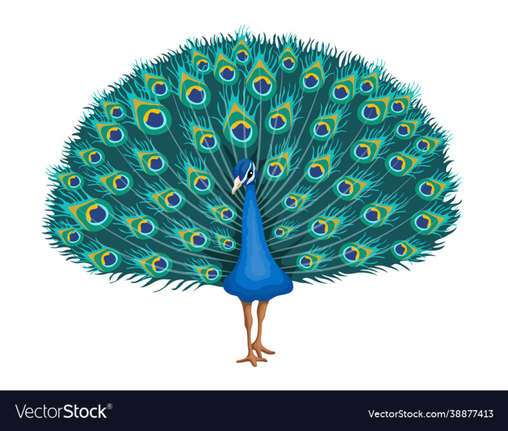 Free: peacock beauty tropical bird on a white 