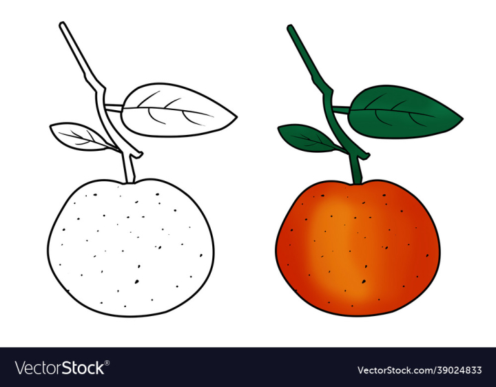 Set of orange fruits in doodle style Royalty Free Vector