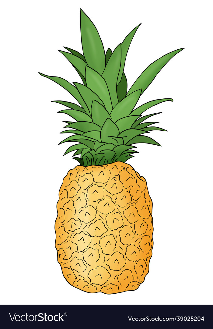 Pineapple,Drawn,Food,Hawaii,Fruit,Juice,Dessert,Decoration,Isolated,Freshness,Healthy,Delicious,Eating,Diet,Fruity,Healthful,Ananas,Graphic,Vector,Illustration,Health,Element,Abstract,Color,Design,Drawing,Nature,Cartoon,Art,Green,Flat,Fresh,Juicy,Wallpaper,Style,Summer,Yellow,Plant,Vegan,Vegetarian,Organic,Tropic,Tasty,Season,Sweet,Object,Tropical,Natural,Nutrition,vectorstock