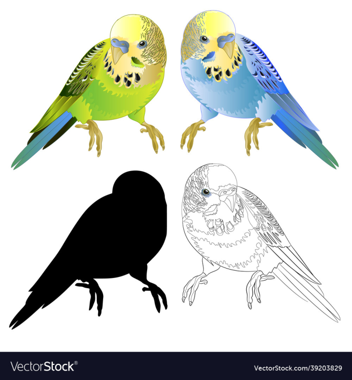 Budgerigar,Tropical,Birds,Pet,Blue,Vintage,Green,Vector,Illustration,Animal,Editable,Hand,Draw,Watercolor,Avian,Wildlife,Fauna,Cute,Domestic,Parrot,Wing,Bird,Outline,Silhouette,Leaf,Cartoon,Branch,Retro,Color,Happy,White,Background,Graphic,Design,Jungle,Nature,Songbird,Feather,Fun,Beautiful,Isolated,Small,Beak,Wild,Little,vectorstock