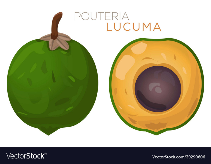 Fruit,Fresh,Food,Fruits,Beverage,Cute,Dessert,Colorful,Healthy,Design,Family,Delicious,Illustration,Diet,Botanical,Fruity,Half,Exotic,Cartoon,Flowers,Alternative,Green,Medicine,Agriculture,Natural,Dietary,Element,Supplements,Drawing,Floral,Vegan,Raw,Pouteria,Vector,Whole,White,Isolated,Ripe,Juicy,Vegetarian,Vitamin,Tasty,Nutrition,Repeat,Leafs,Organic,Tropical,Plant,Nature,Foods,vectorstock