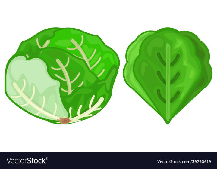 Icon,Lettuce,Fresh,Green,Food,Emblem,Art,Healthy,Eating,Delicious,Ingredient,Diet,Element,Ecology,Farmer,Cucumber,Graphic,Vector,Illustration,Health,Harvest,Abstract,Background,Design,Garden,Agriculture,Farming,Cooking,Leaf,Vegetable,Plant,Onion,Summer,Raw,Nature,Product,Natural,Vegetarian,Salad,Menu,Nutrition,Restaurant,Produce,Organic,Painting,Isolated,Juice,White,vectorstock