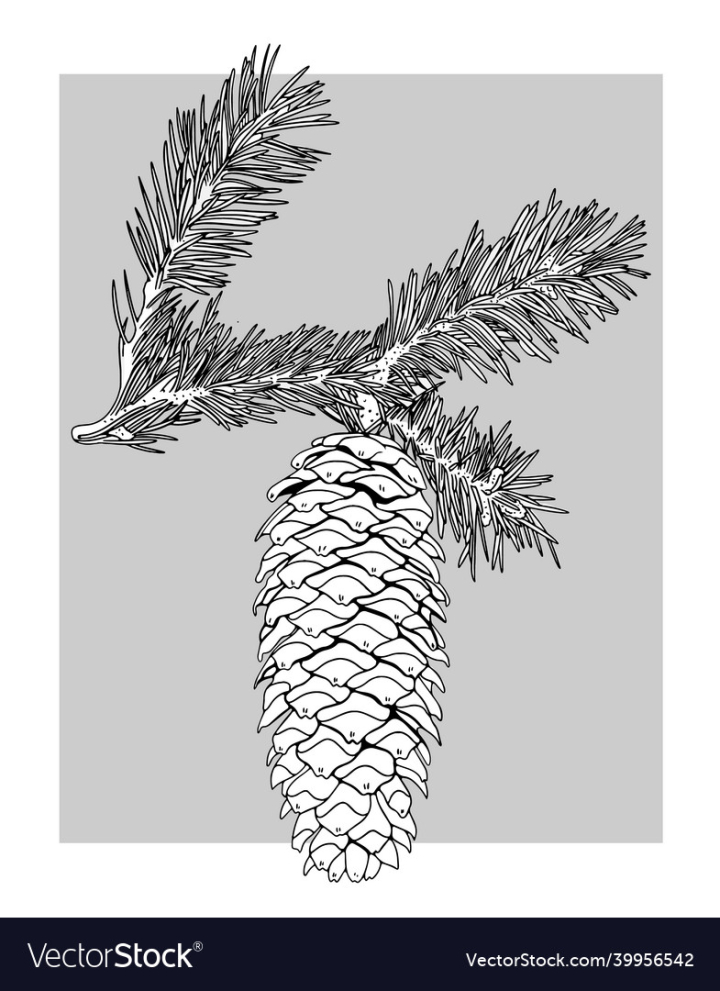 Pinecone,Christmas,Tree,Engraving,December,Textile,Wrapping,January,Evergreen,Needles,Conifer,Nuts,Coniferous,Engraved,Cedar,Vector,Merry,Joy,Gift,Winter,Snow,Green,Black,Organic,White,Ink,Branch,Wood,Outline,Art,Illustration,Graphic,Vintage,Plant,Nature,Leaf,Fir,Natural,Year,New,Forest,Pine,Decoration,Cone,vectorstock