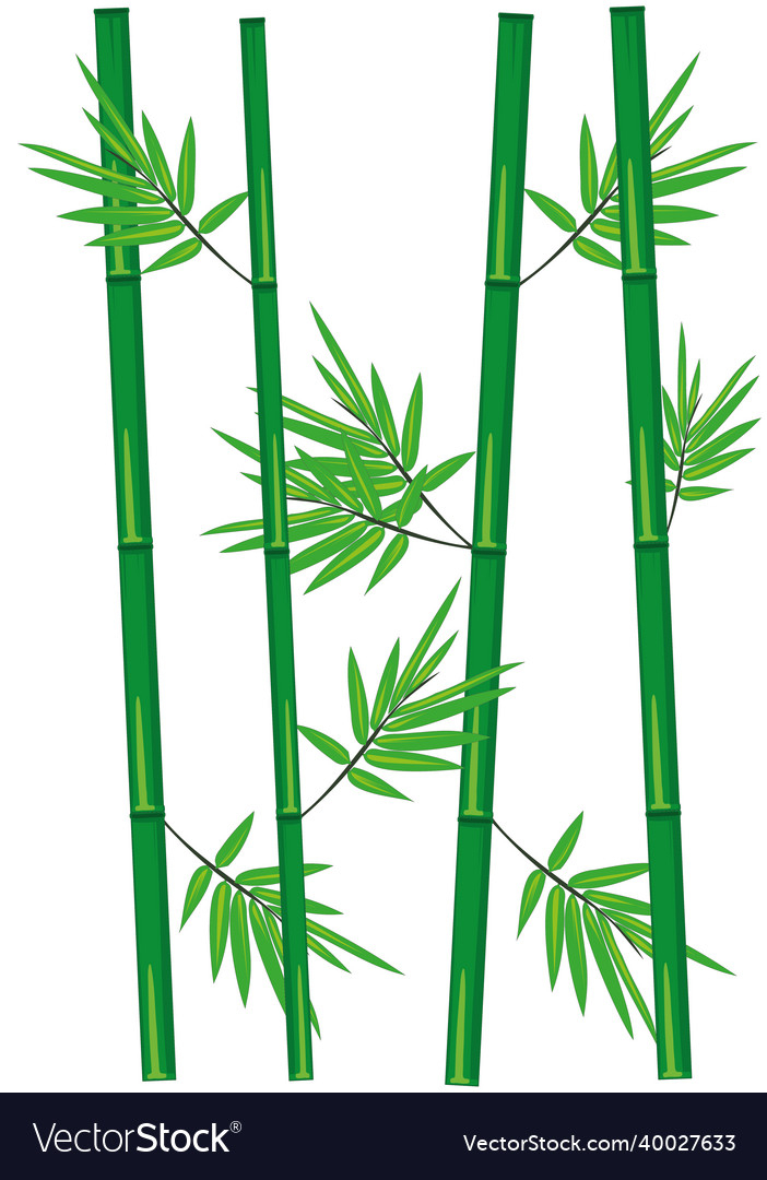 Bamboo,Leaves,Leaf,Stem,Forest,Floral,Nature,Vector,Illustration,Plant,Green,Flora,Botanical,vectorstock