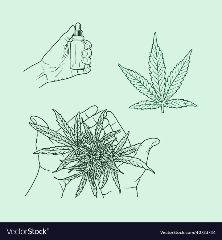 Cbd,Pot,Leaf,Hand,Bottle,Medical,Line,Art,Drawn,Nature,Cannabis,Marijuana,vectorstock