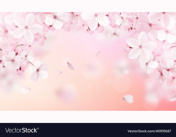 Sakura,Pink,Flower,Floral,Design,Background,Elements,Delicate,Asia,Chinese,Card,Illustration,Celebration,Realistic,Banner,Decoration,Album,Cherry,April,Asian,Japan,Beautiful,Cover,China,Blossom,Garden,Drawing,Graphic,Vector,Artistic,Social,Watercolor,Marriage,Sumi,Traditional,Love,Texture,Poster,Isolated,Romance,Template,Object,Spring,Nature,Style,Wallpaper,White,Japanese,vectorstock