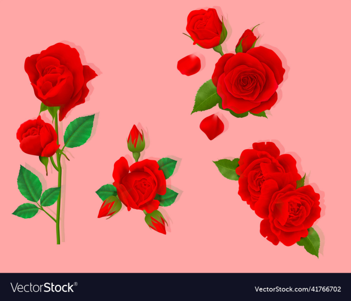 vectorstock,Rose,Red,Beautiful,Vector,Floral,Love,Long,Close,Gangster,Single,Romance,Logotype,Up,Wedding,Summer,Flower,Retro,Bloom,Valentine,Leaf,Gift,Plant,Blossom,Petal,Garden,Bud