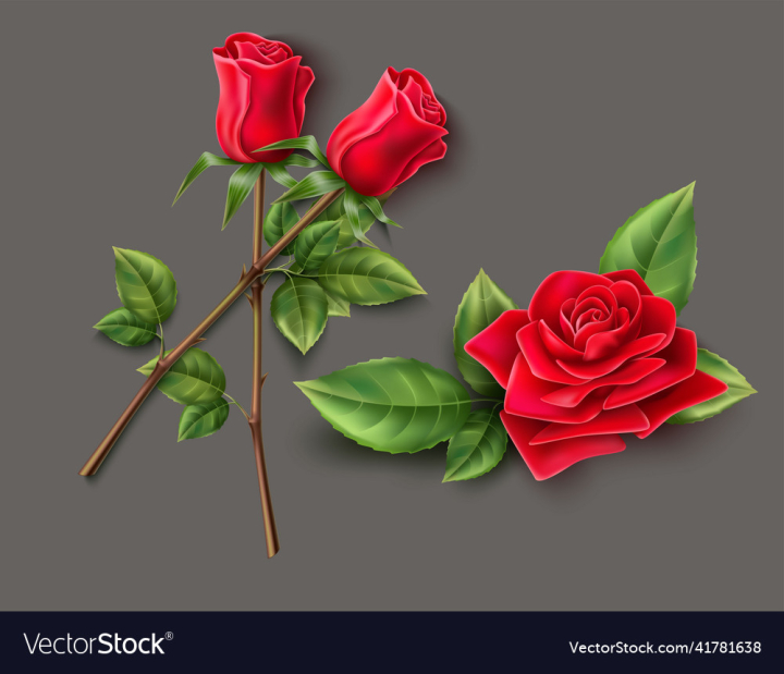 vectorstock,Rose,Background,Flower,Red,Floral,Sympathy,Dark,Bouquet,Card,Condolences,Flora,Florist,Wedding,Decoration,Leaf,Elegance,Nature,Draw