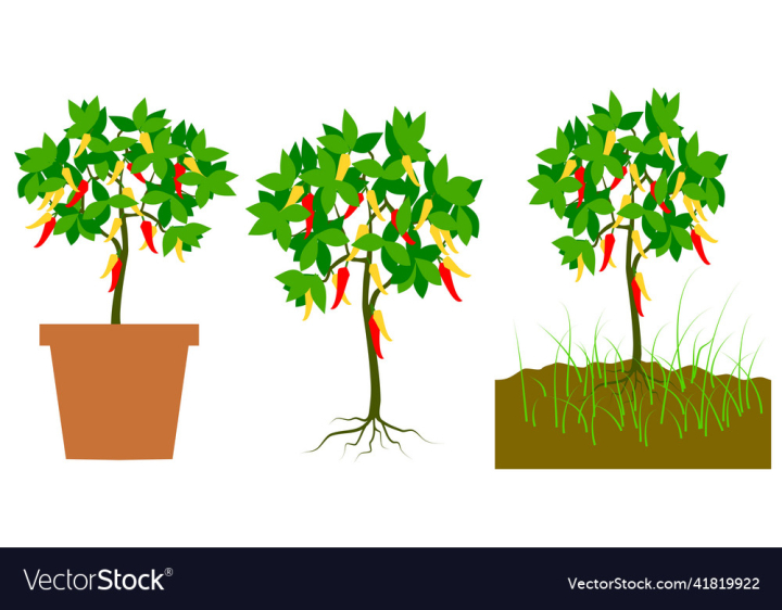 vectorstock,Tree,Chili,Set,Plant,Vegetables