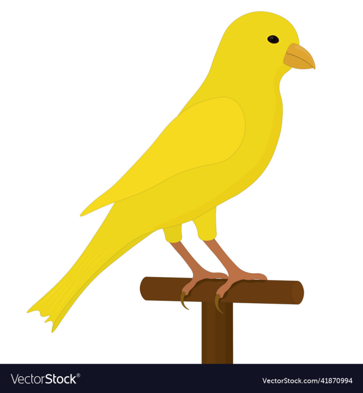 vectorstock,Bird,Canary,Yellow,Wildlife,Pet,Nature,Vector,Illustration,Fauna