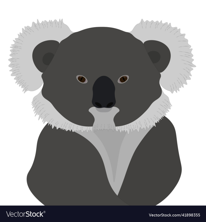 vectorstock,Animal,Koala,Bear,Wildlife,Marsupial,Vector,Illustration,Fauna,Australia
