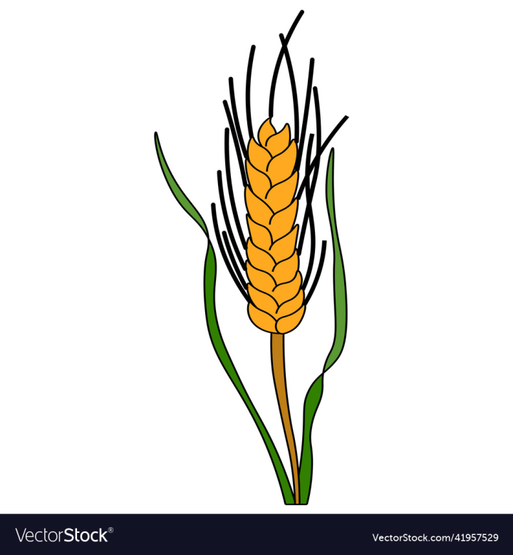 vectorstock,Vector,Crop,Farm,Ear,Barley,Wheat,Ripe,Grain,Icon,Harvest,Bio,Rural,Dry,Whole,Nutrition,Gold,Bakery,Illustration,Rye,Rice,Countryside,Cereal,Straw,Agriculture,Farming,Field,Food,Stem,Grow,Seed,Closeup,Flour,Cultivated,Harvesting,Logo,Spike,Beautiful,Isolated,Head,Bread,Autumn,Yellow,Shape,Season,Fresh,Organic,Line,Plant,Concept