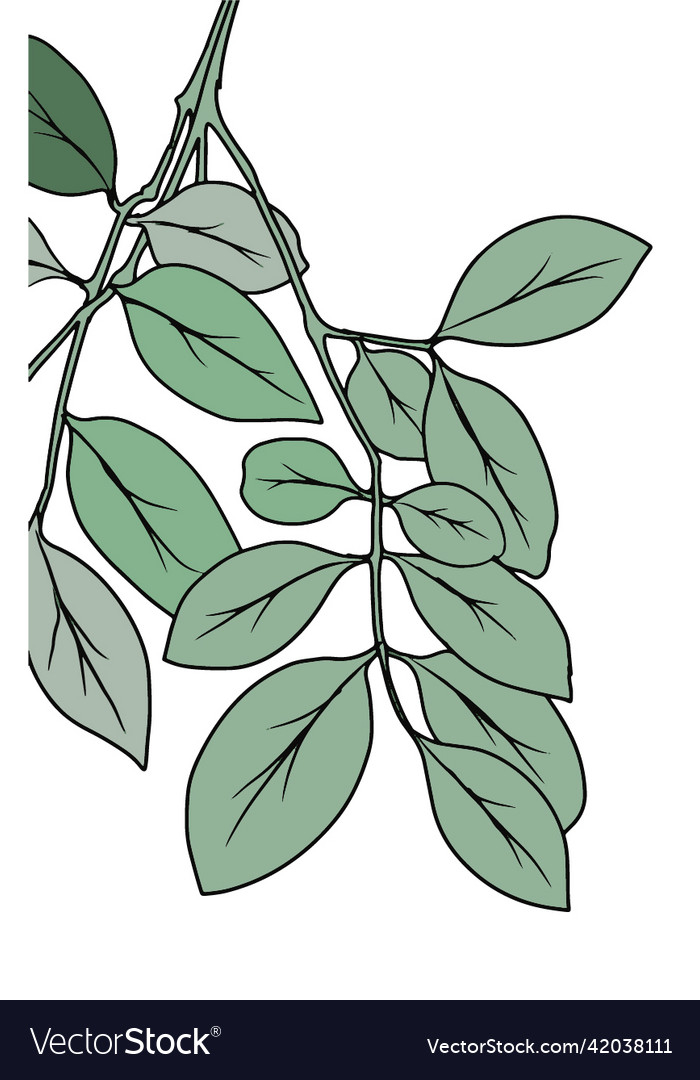 vectorstock,Plant,Background,Texture,Tree,Wedding,Eucalyptus,Rustic,Herbal,Herb,Greenery,Forest,Decoration,Foliage,Fern,Fresh,Paper,Nature,Wallpaper,Pattern,Seamless,Design,Vintage,Floral,Vine,Branch,Leaf,Isolated,Natural,Fabric,Style,Watercolor,White,Illustration,Drawn,Textile,Vector,Leaves,Green,Beautiful,Hand,Wrapping,Thyme,Tender,Different,Botanical,Botany,Elegant,Romantic,Painted,Color,Decorative,Print