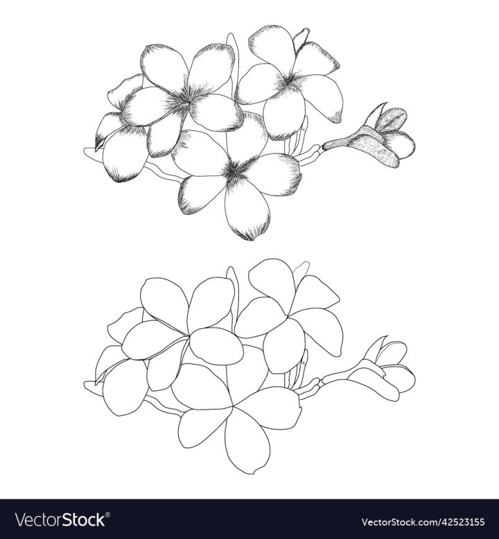 Easy Flowers To Draw