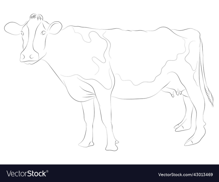 vectorstock,Cow,Simple,Animal,Drawing,Milk,Farm,Eyes,Big,Feet,Huge,Uncolored,Black,And,White