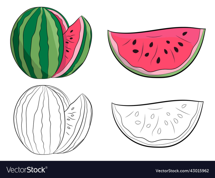 vectorstock,Set,Watermelon,Red,Travel,Summer,Nature,Simple,Green,Fresh,Fruit,Sweet,Sugar,Collection,Uncolored,Coloring,Book,Pages