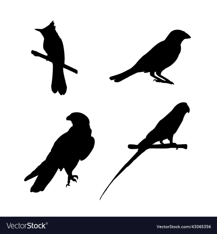 vectorstock,Silhouette,Bird,Eagle,Parrot,Bulbul