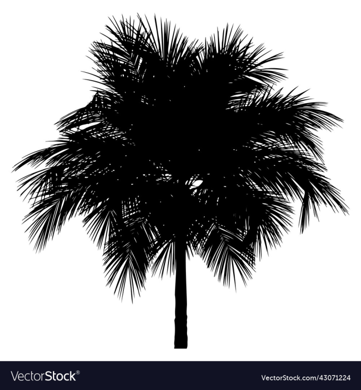 vectorstock,Silhouette,Tree,Black,Palm,Design,Isolated,White,Travel,Plant,Branch,Leaf,Abstract,Exotic,Coconut,Coco,Trunk,Realistic,Tropic,Vector,Illustration,Background,Beach,Summer,Icon,Nature,Tropical,Natural,Island,Holiday,Shadow,Vacation,Frond,Outdoor,Graphic,Art