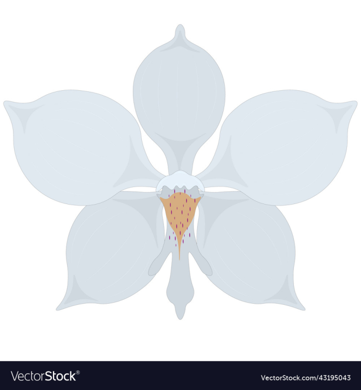 vectorstock,Flower,Orchid,White,Floral,Nature,Blossom,Bloom,Vector,Illustration,Summer,Tropical,Exotic